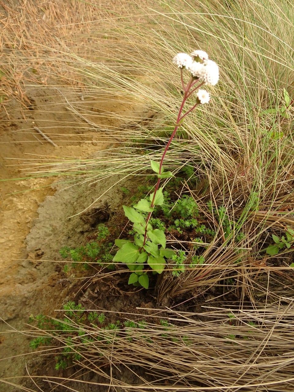 Ageratina 2