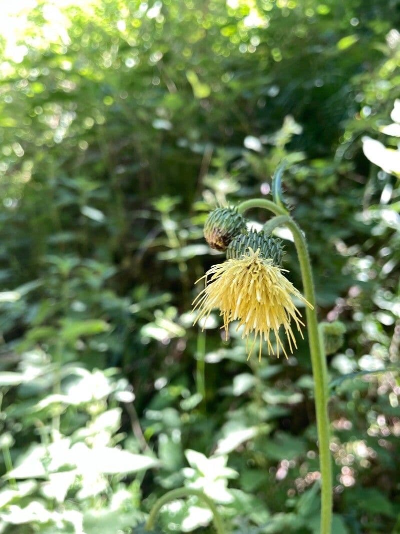 Cardo giallastro 7