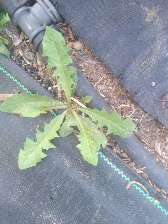 Lactuca saligna 17