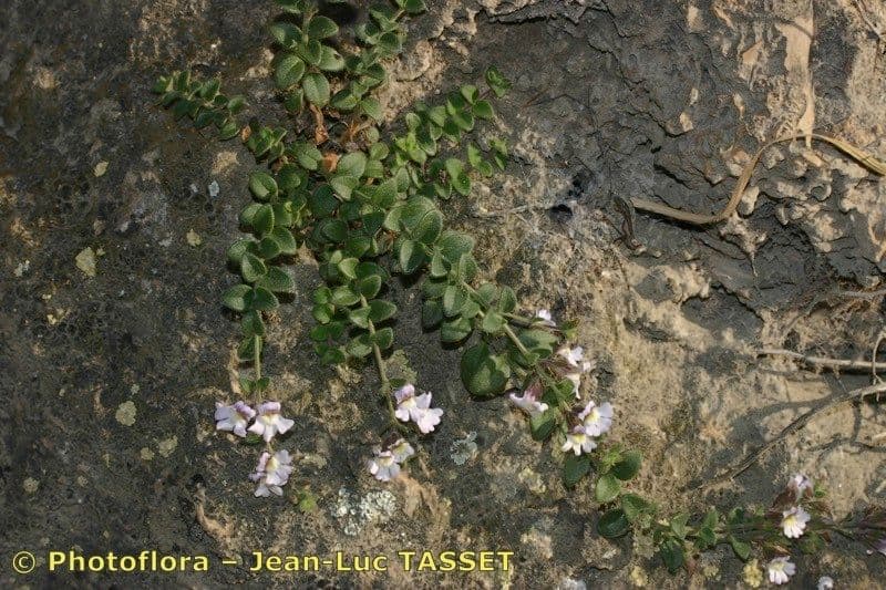Chaenorhinum villosum 11