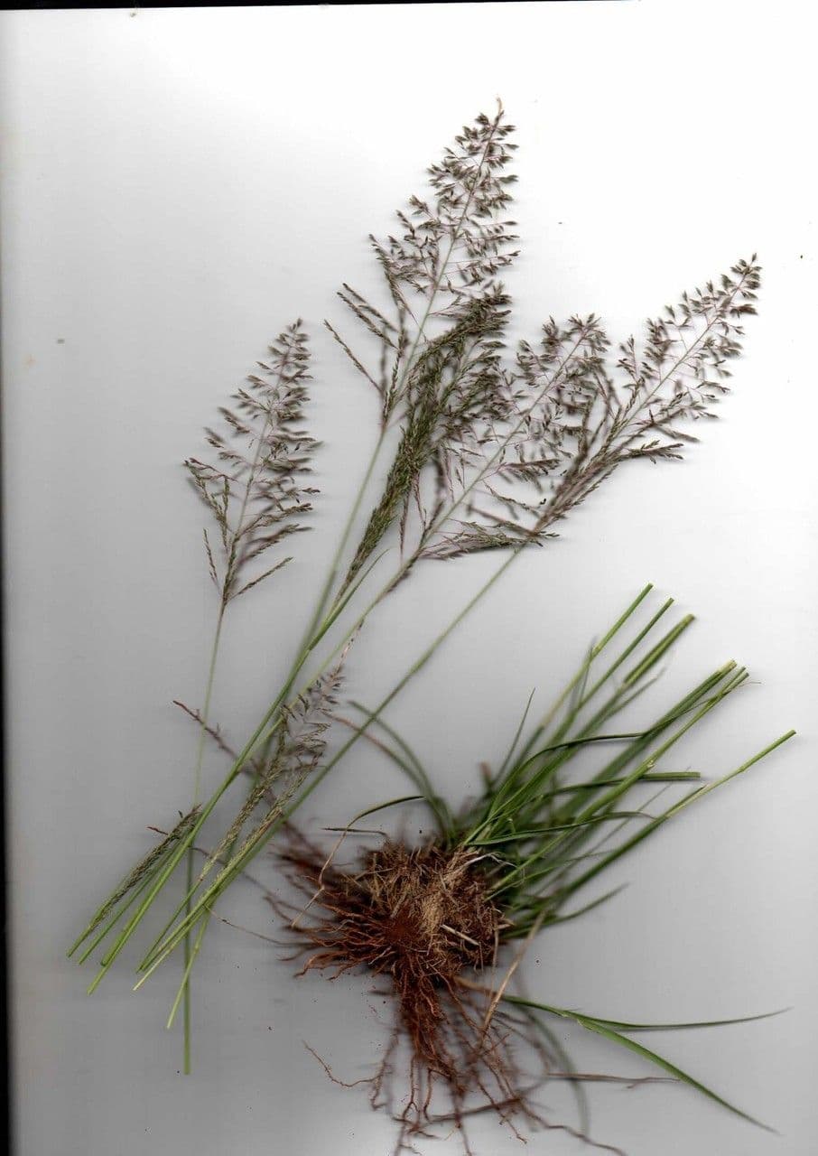 Sporobolus 10