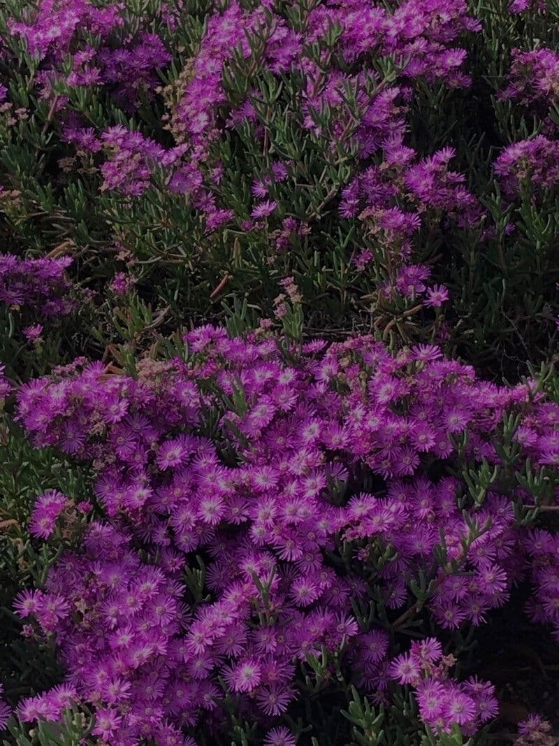 Lampranthus 5