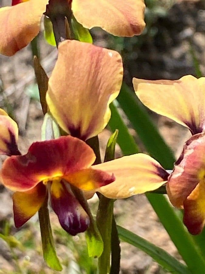 Diuris orientis 2