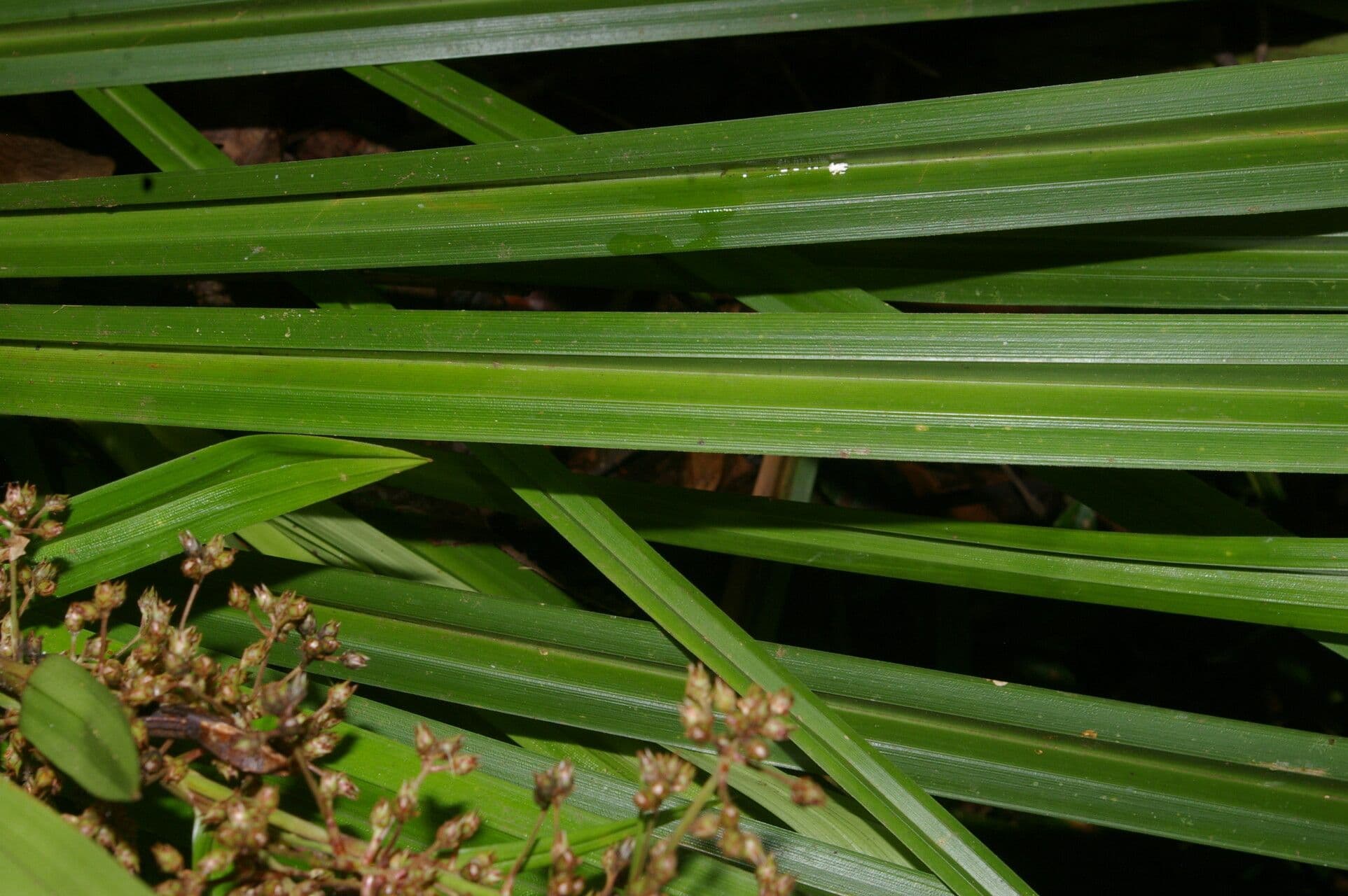 Becquerelia cymosa 14