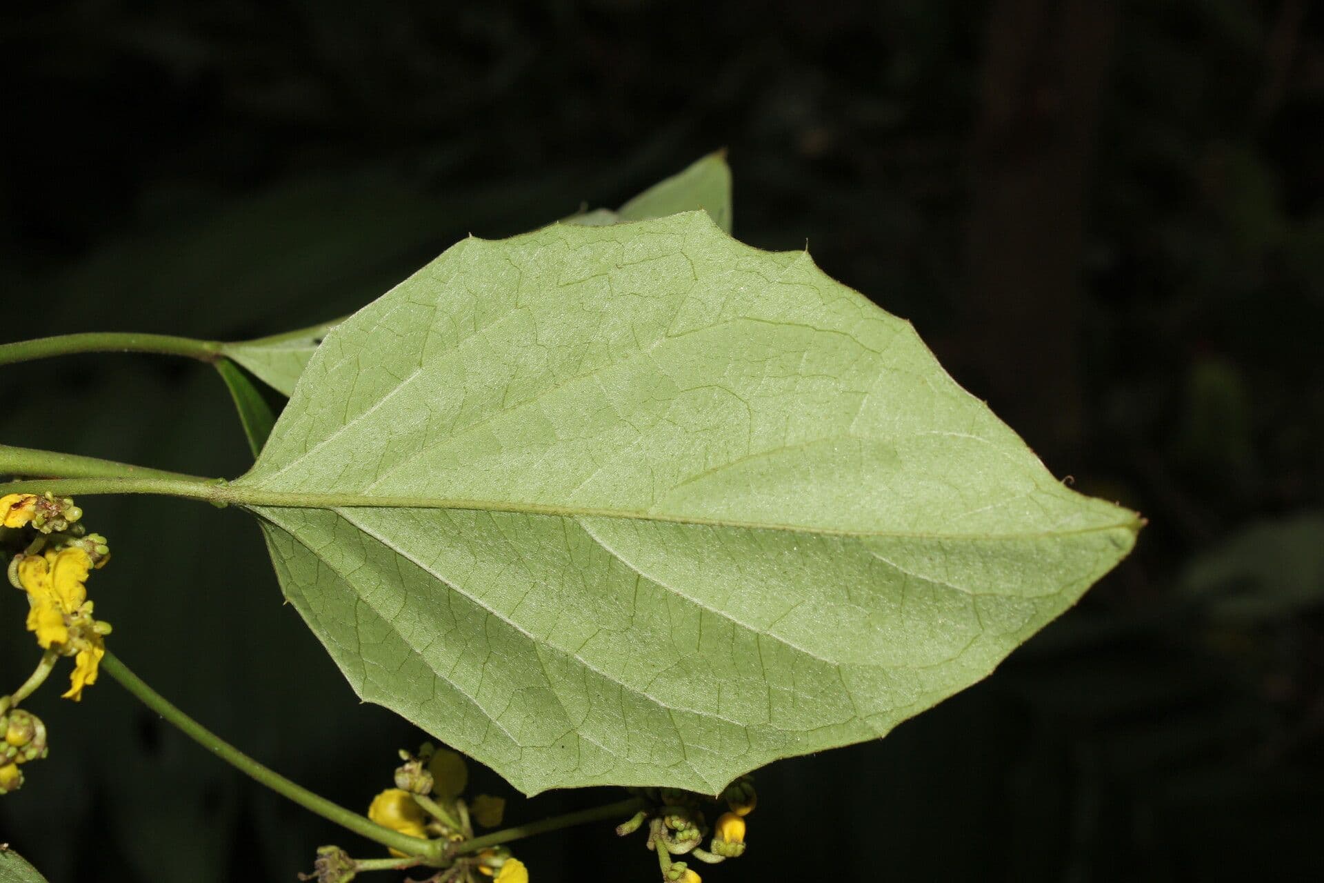 Stigmaphyllon