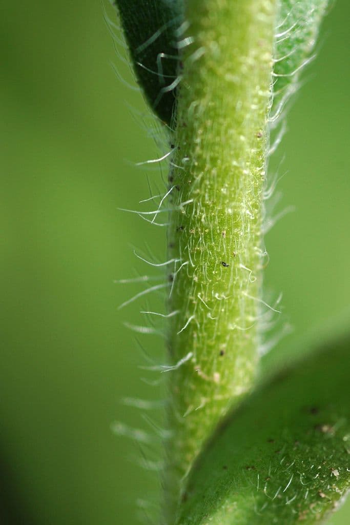 Pedicularis canadensis 20