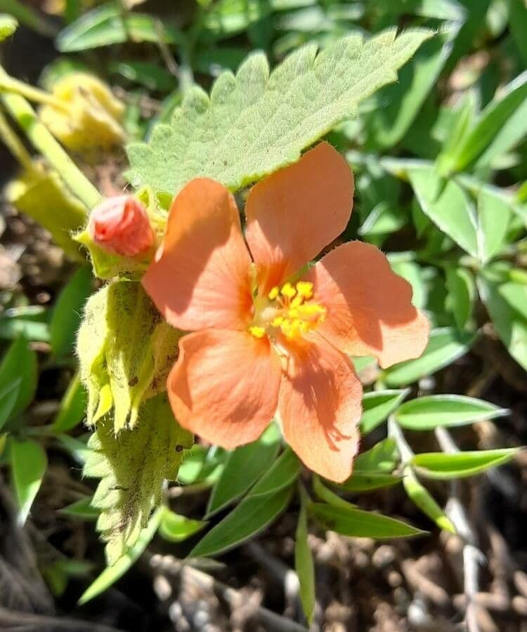 Krapovickasia flavescens 5