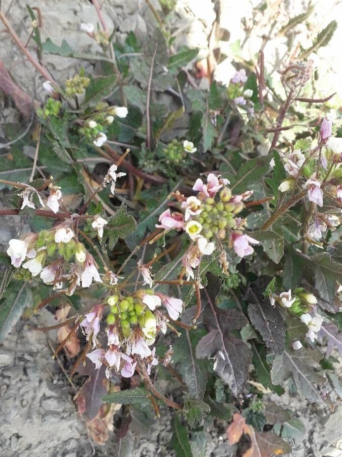 Rucola selvatica 9