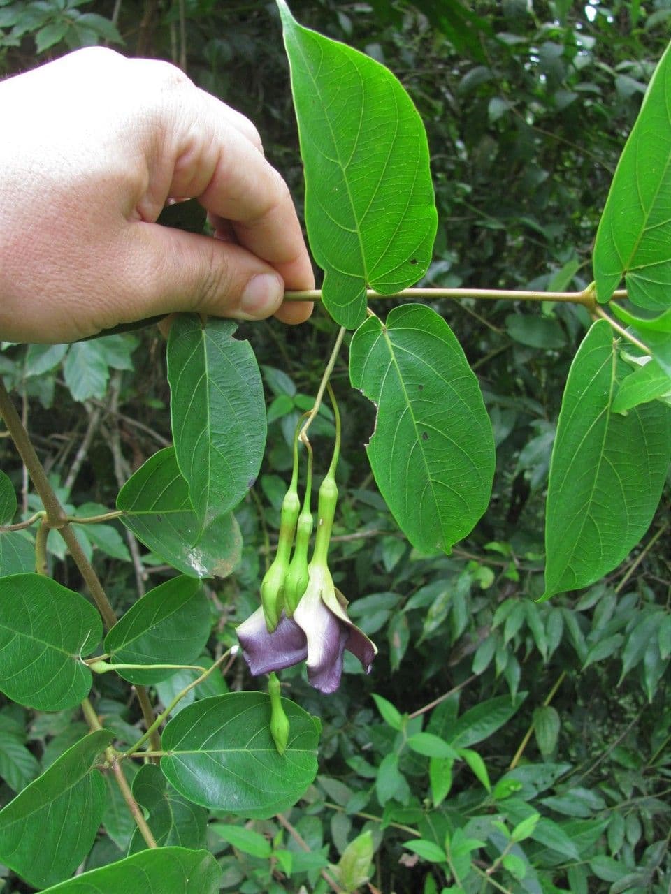 Mandevilla 5