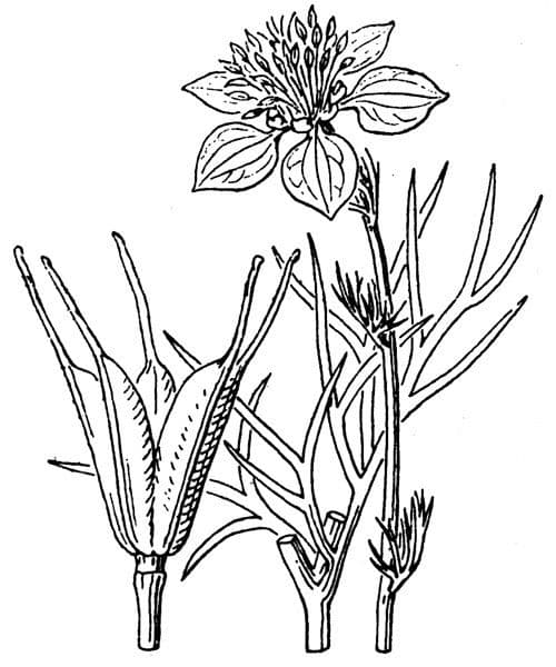 Acker-Schwarzkümmel 23