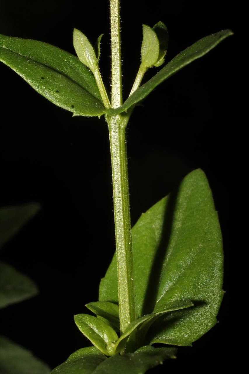 Diascia 23