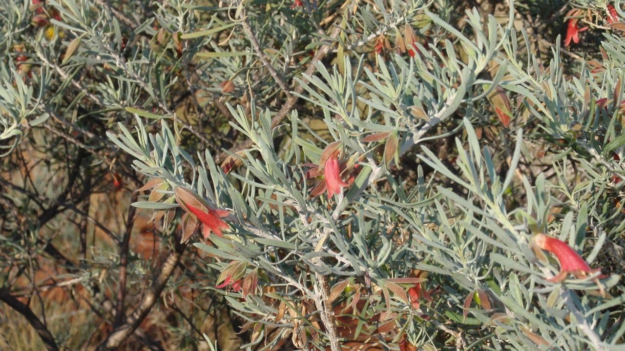 Eremophila latrobei