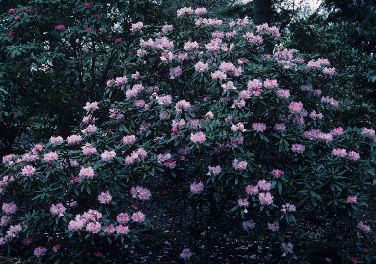 Rododendro 7