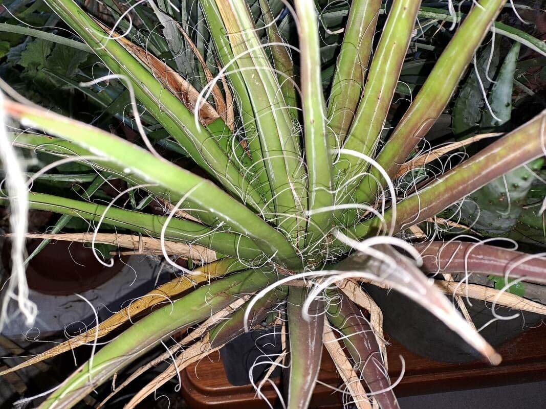 Schilfblättrige Agave 5