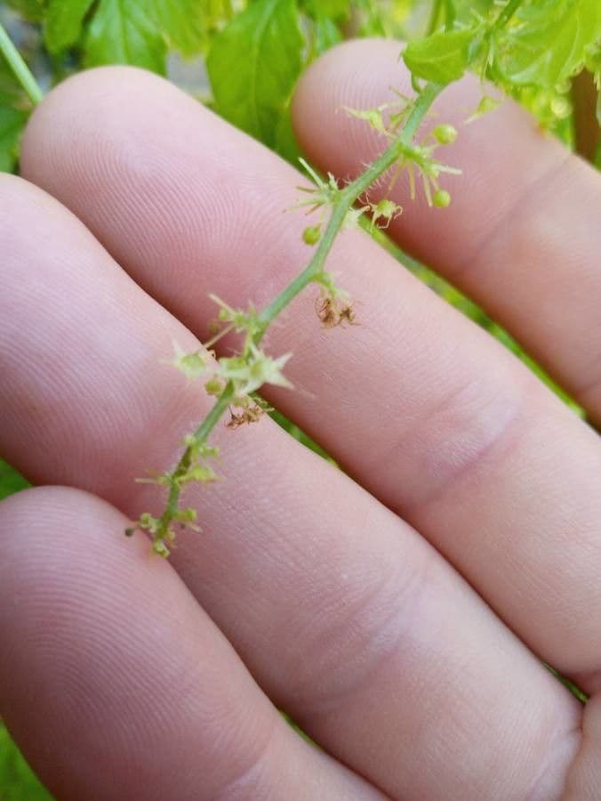 Gynostemma pentaphyllum 3