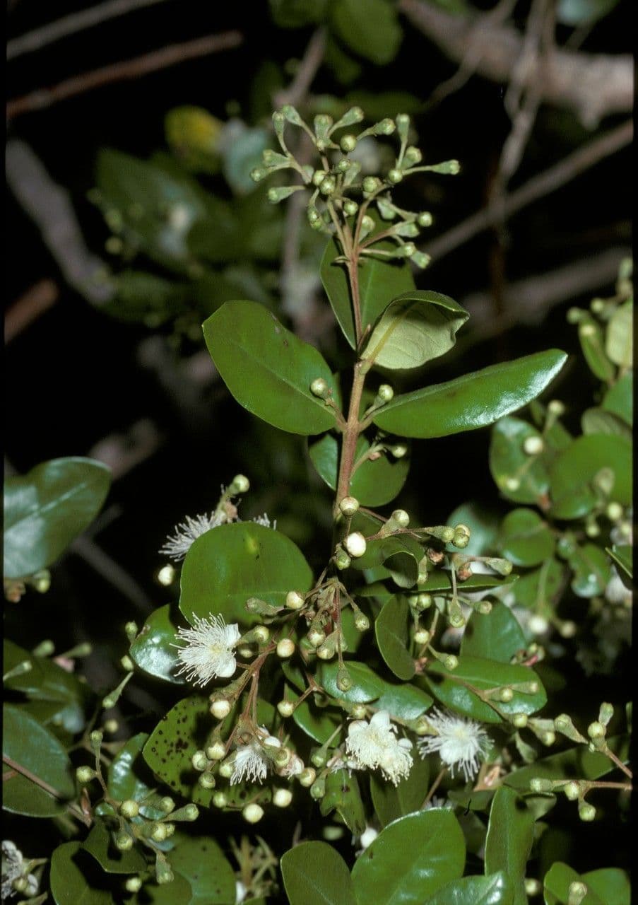 Myrceugenia 2