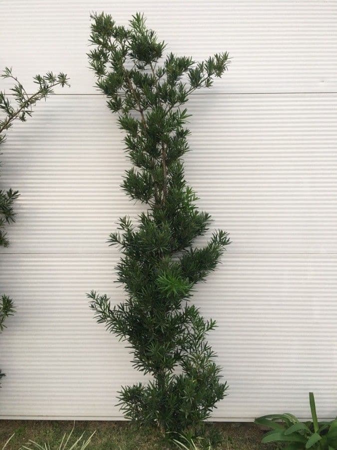 Podocarpus macrophyllus 15