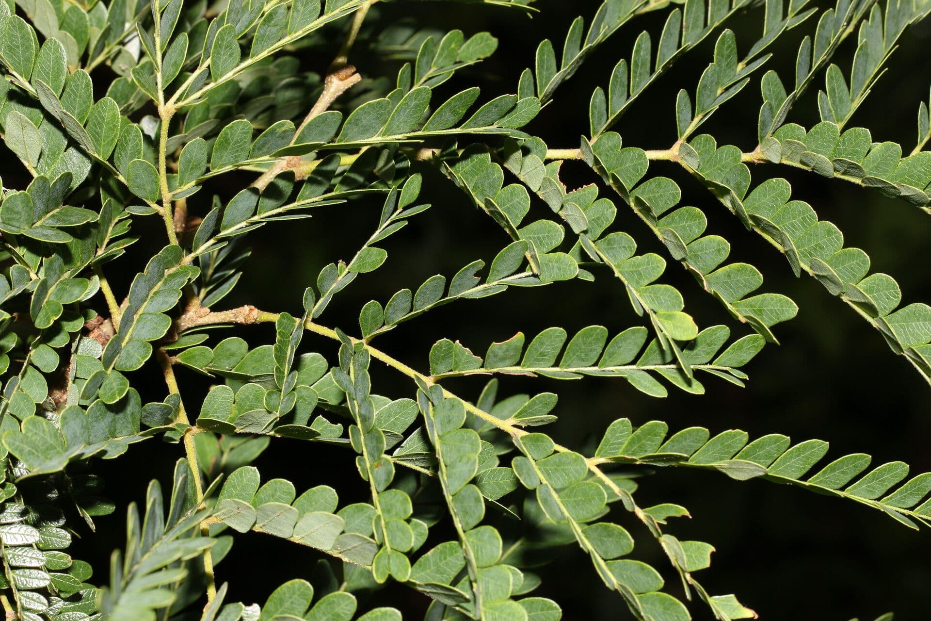 Cenostigma eriostachys 9