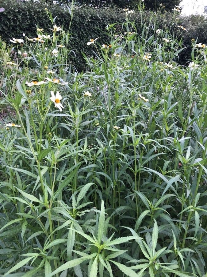 Bidens aurea 24