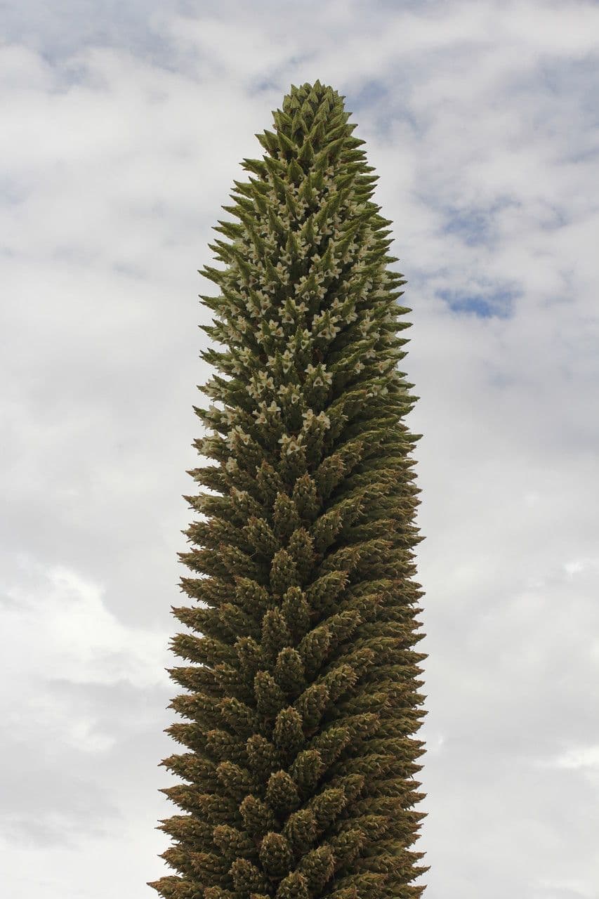 Puya raimondii 2