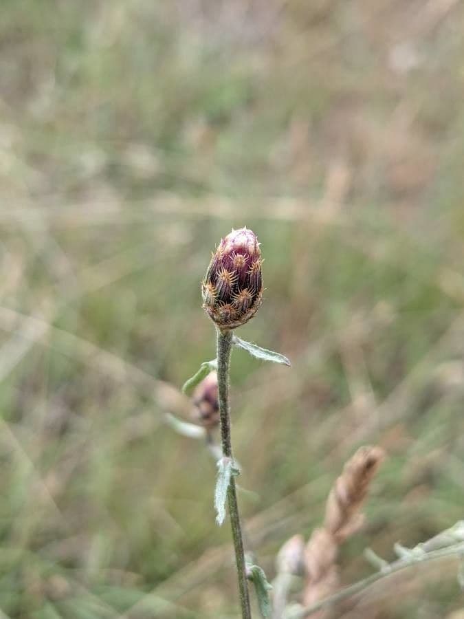 Centaurée paniculée 29