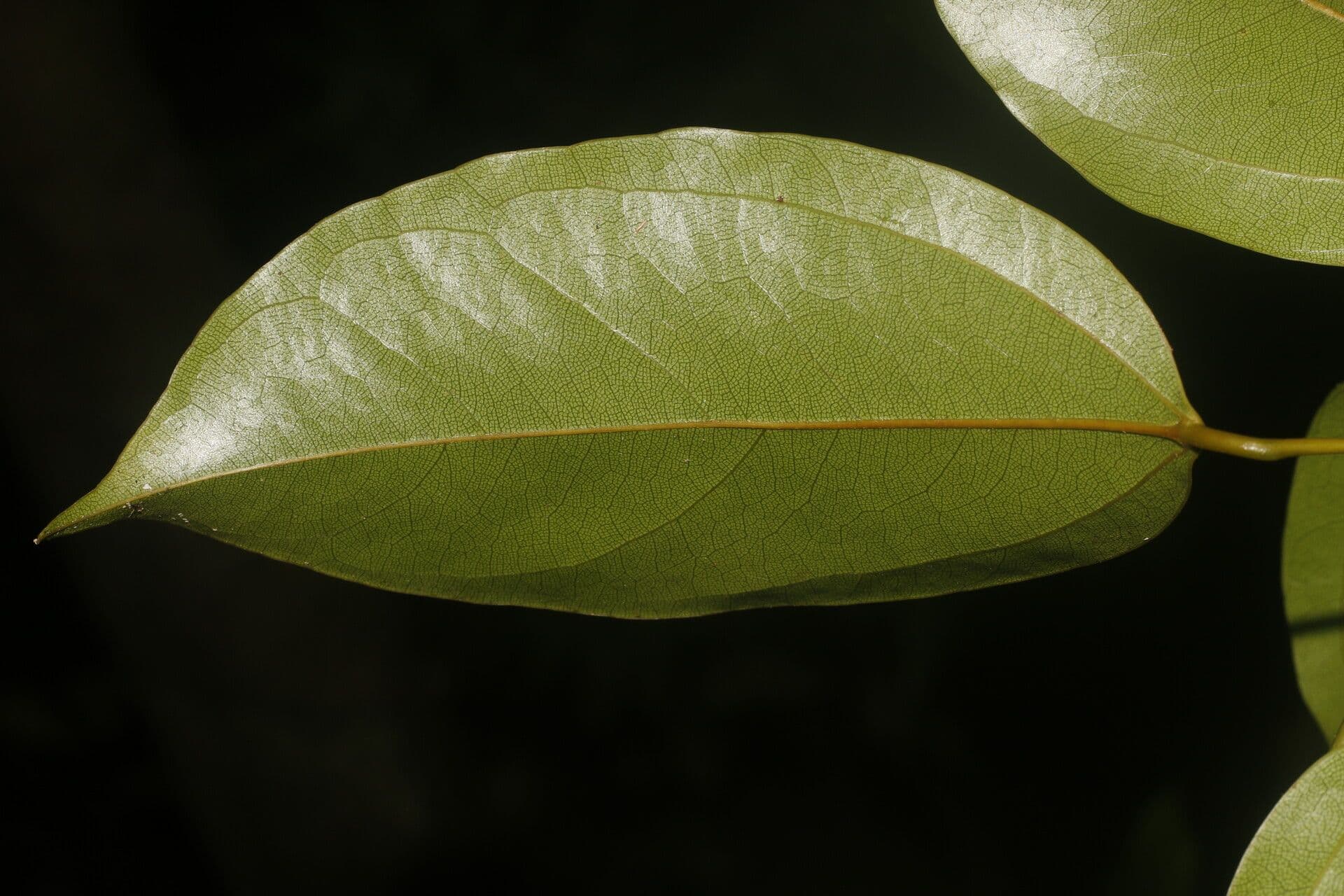 Anomospermum reticulatum 8