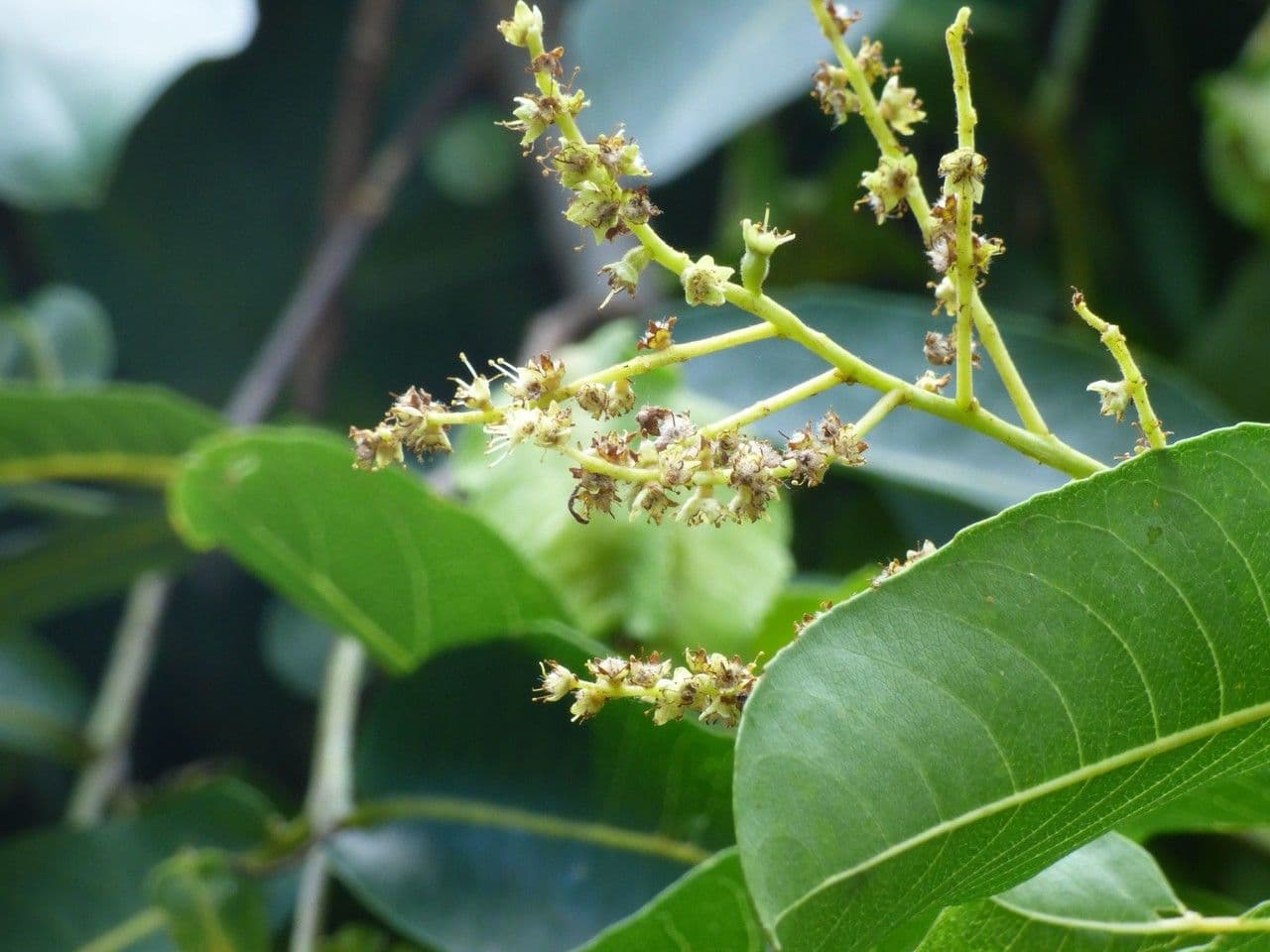 Terminalia arjuna 8