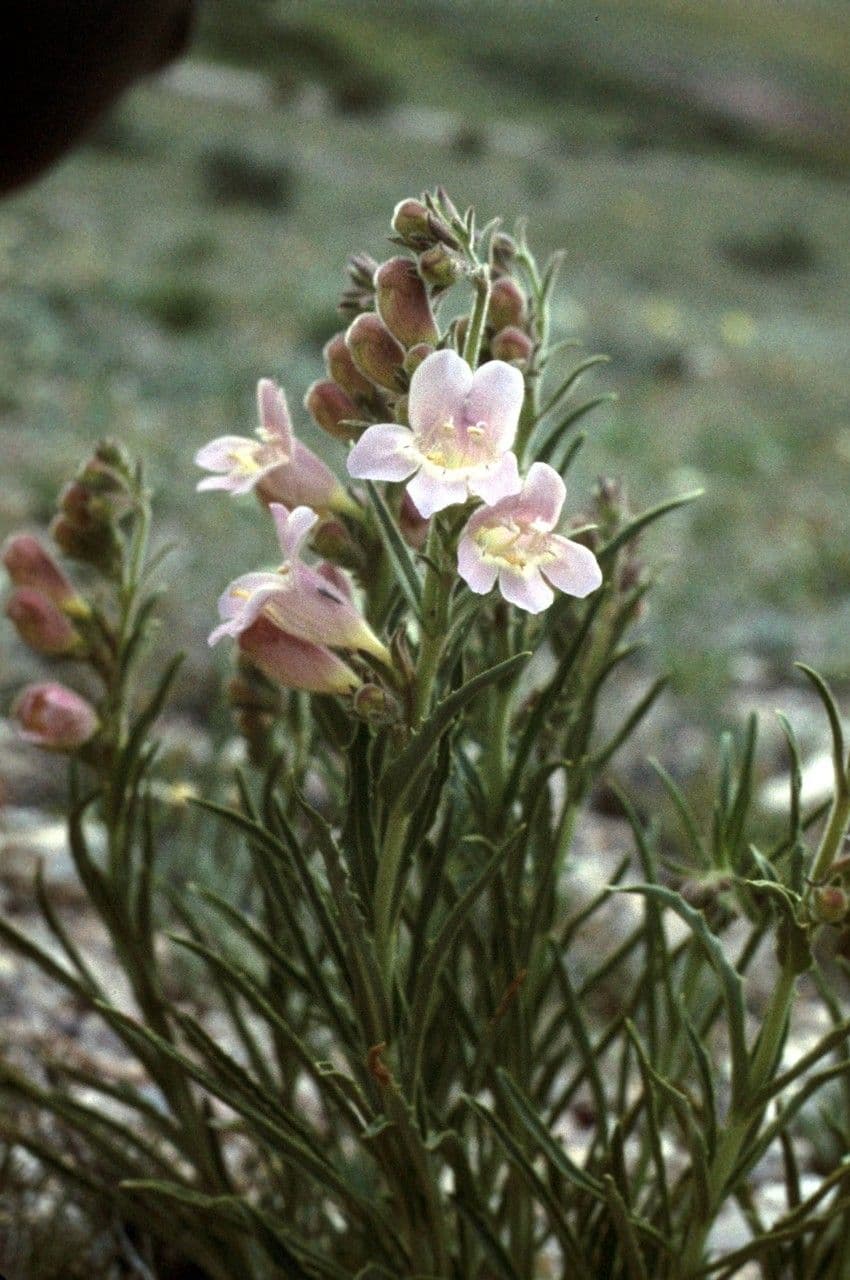 Penstemon 6
