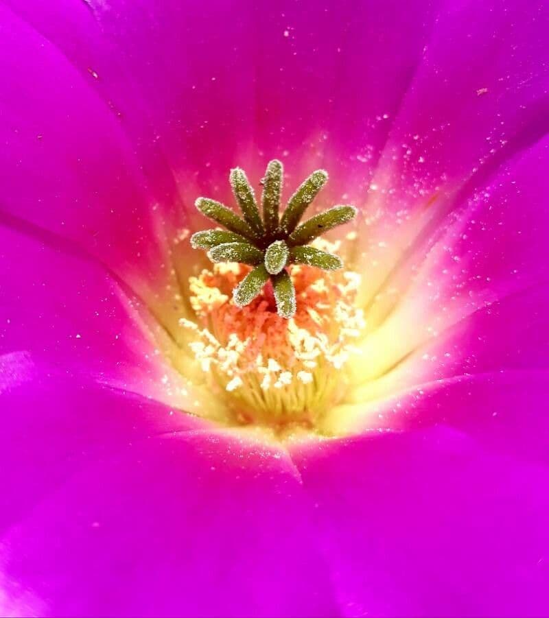 Cactus a cinque lobi 3