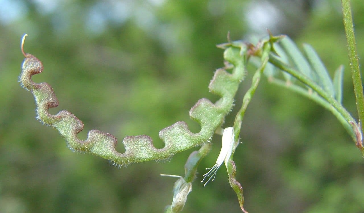 Ipocrepidi ciliata