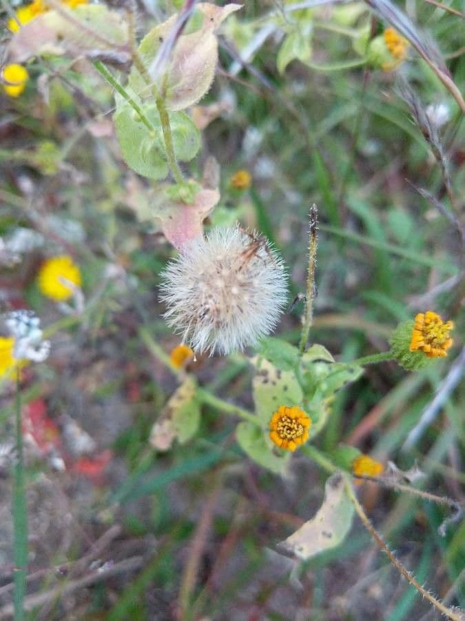 Heterotheca subaxillaris 2