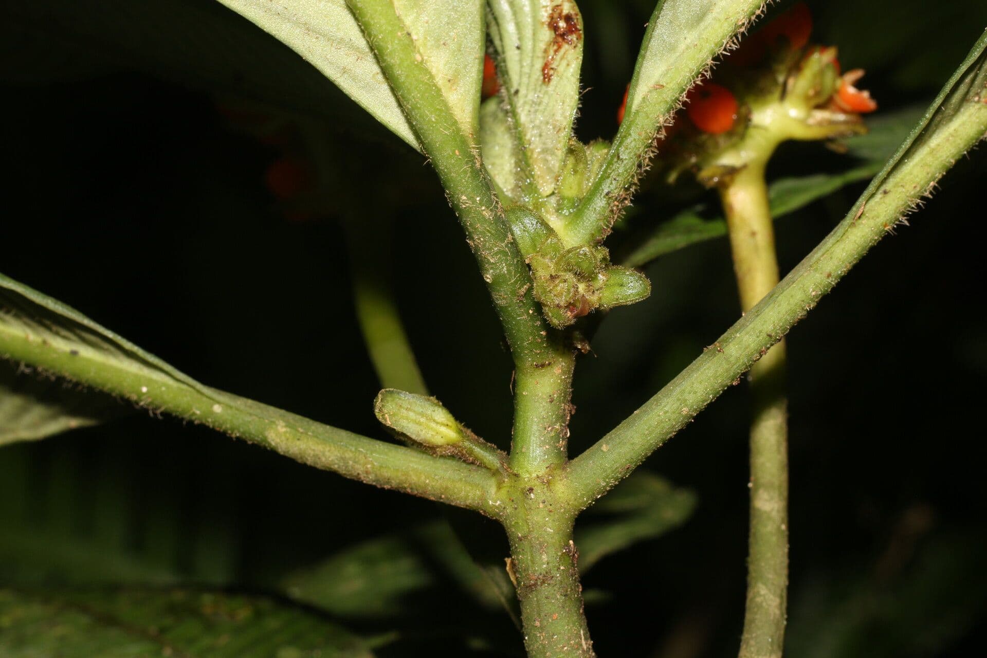 Polyphlebia 15
