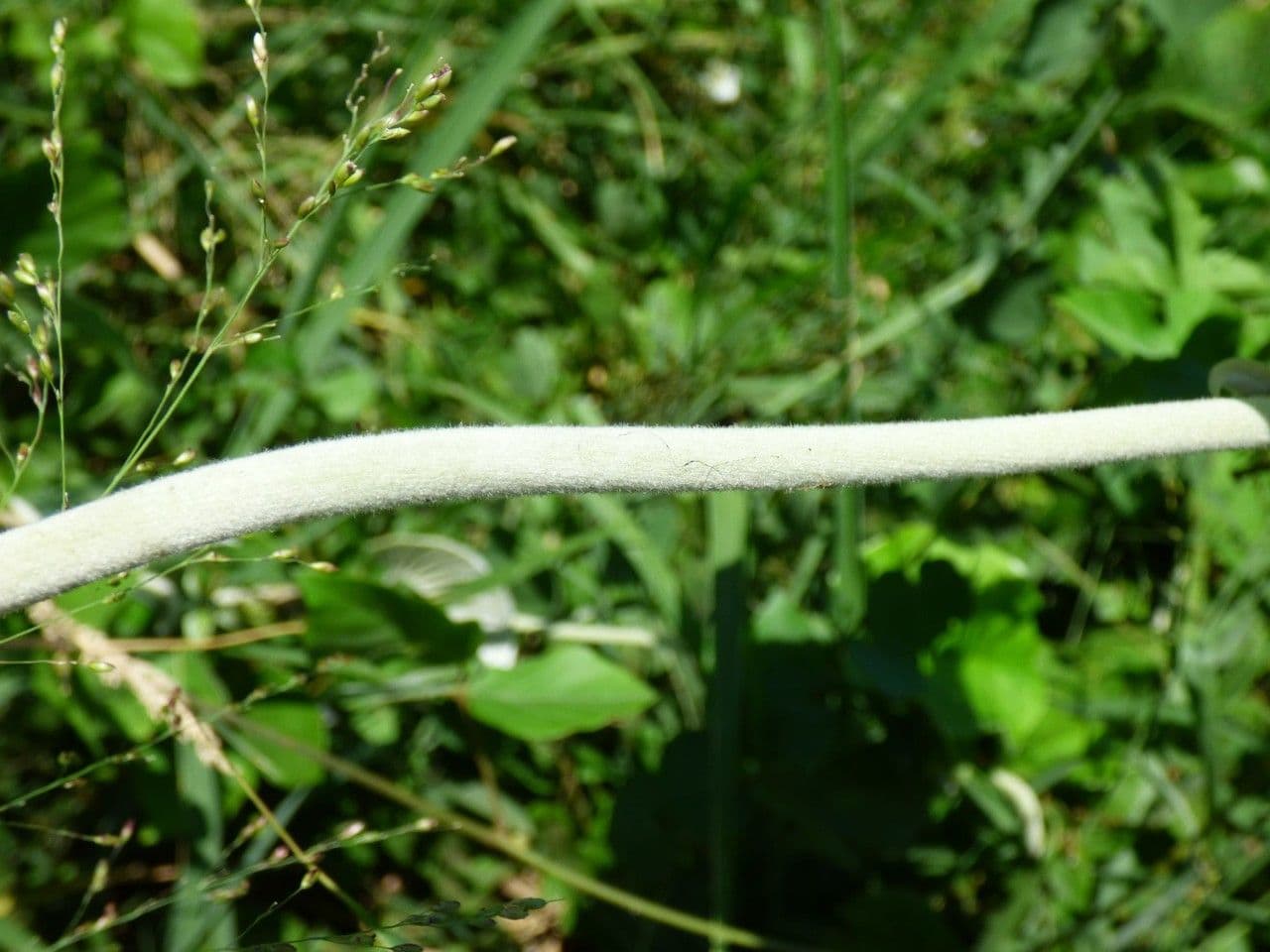 Argyreia 23
