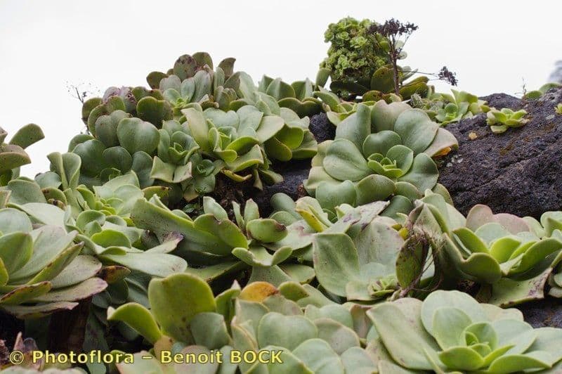 Aeonium nobile 6