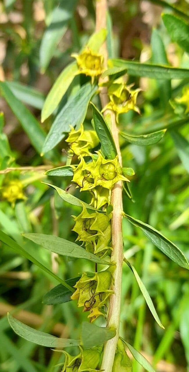 Heimia salicifolia 14