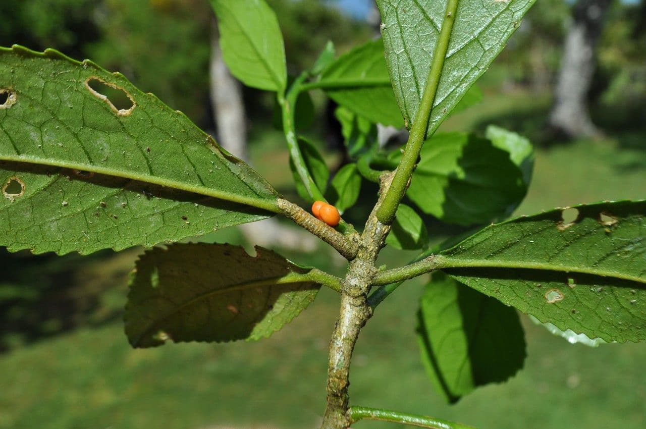 Claoxylon 25