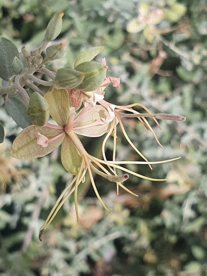 Cadaba farinosa 4