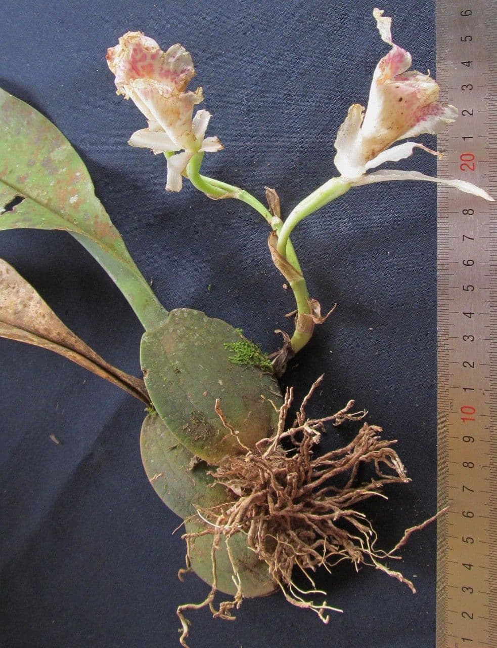 Trichopilia profumata 6