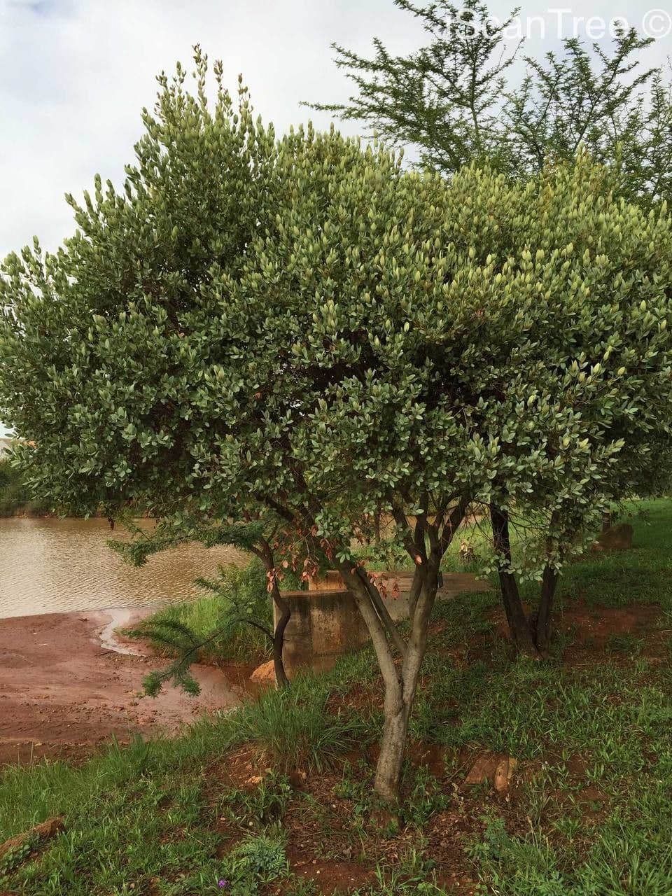 Euclea crépu 6