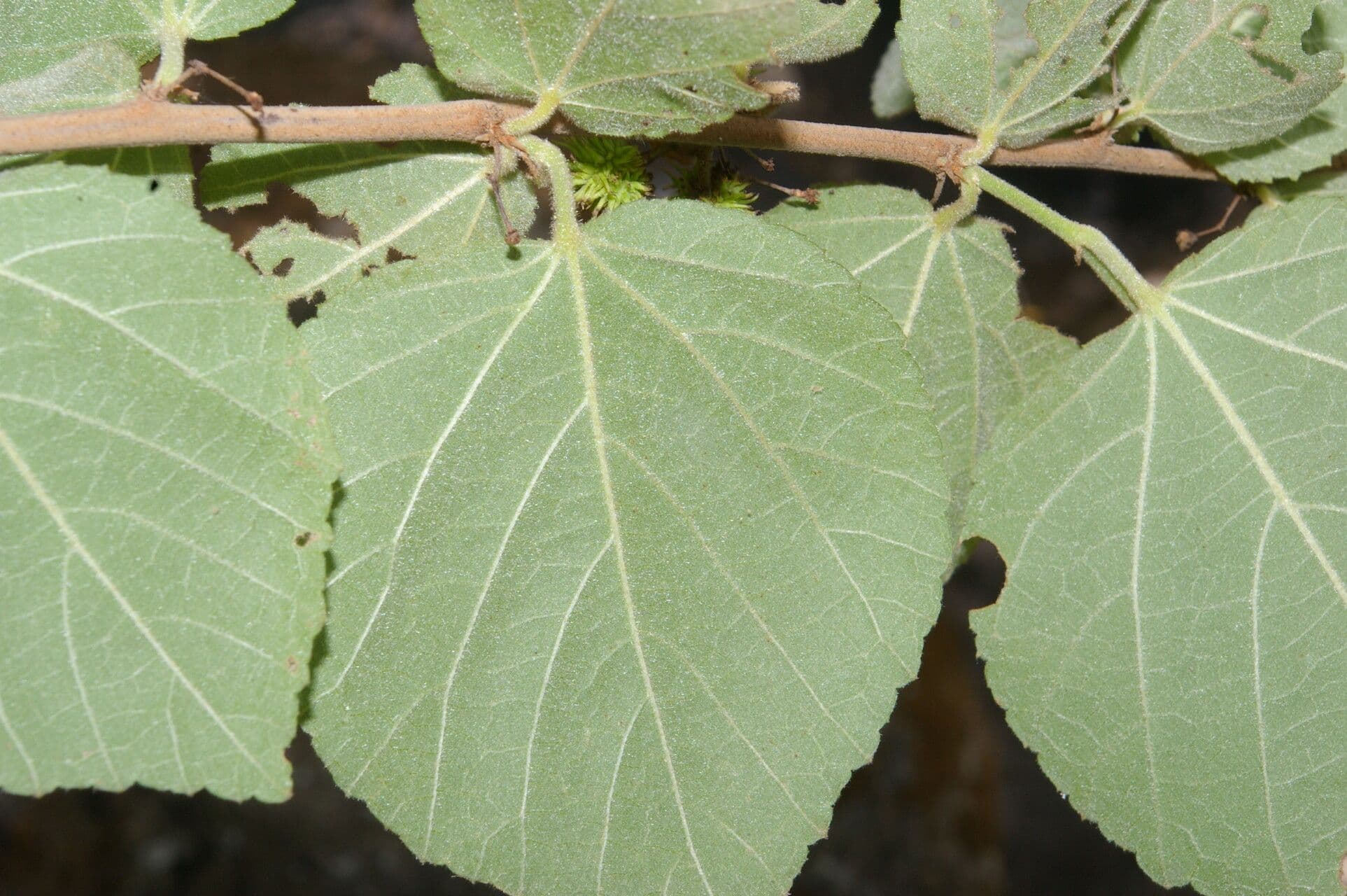 Ayenia 10