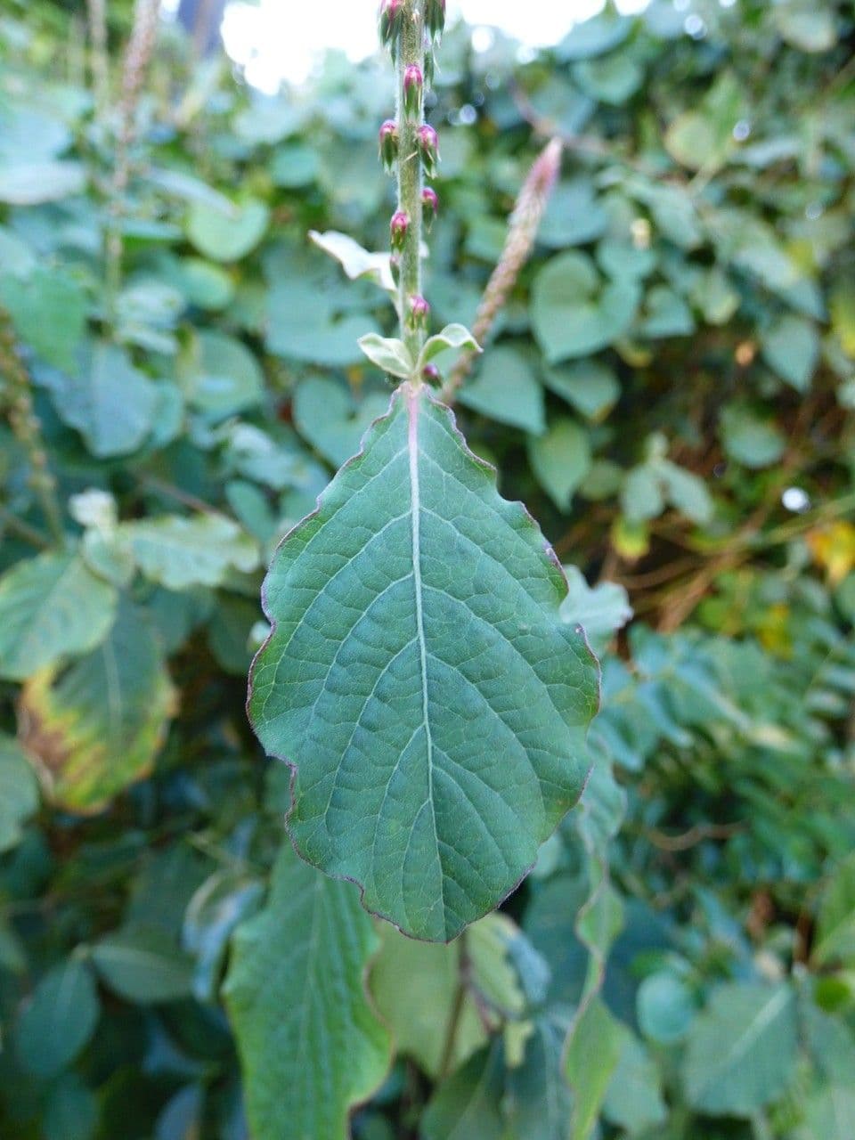 Achyranthes aspera 18
