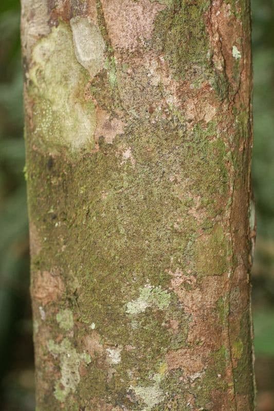 Lacistema grandifolium 6