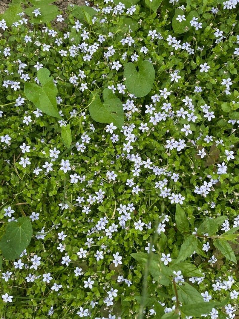 Isotoma fluviale 4
