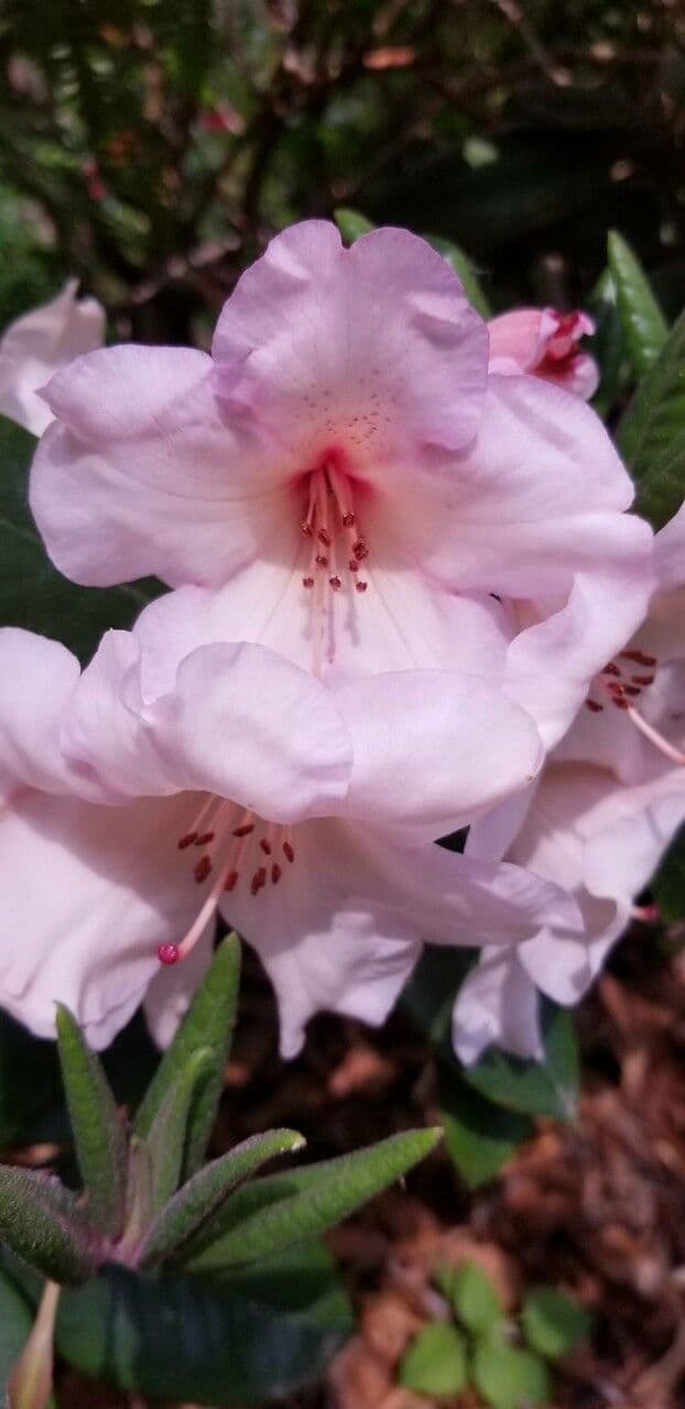 Rododendron karolínský 2