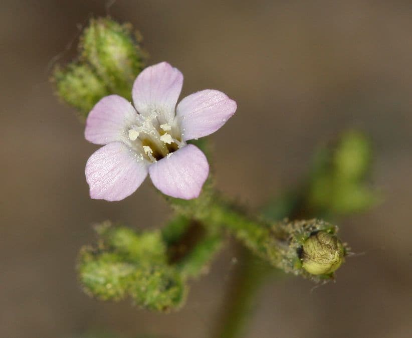 Gilia 6