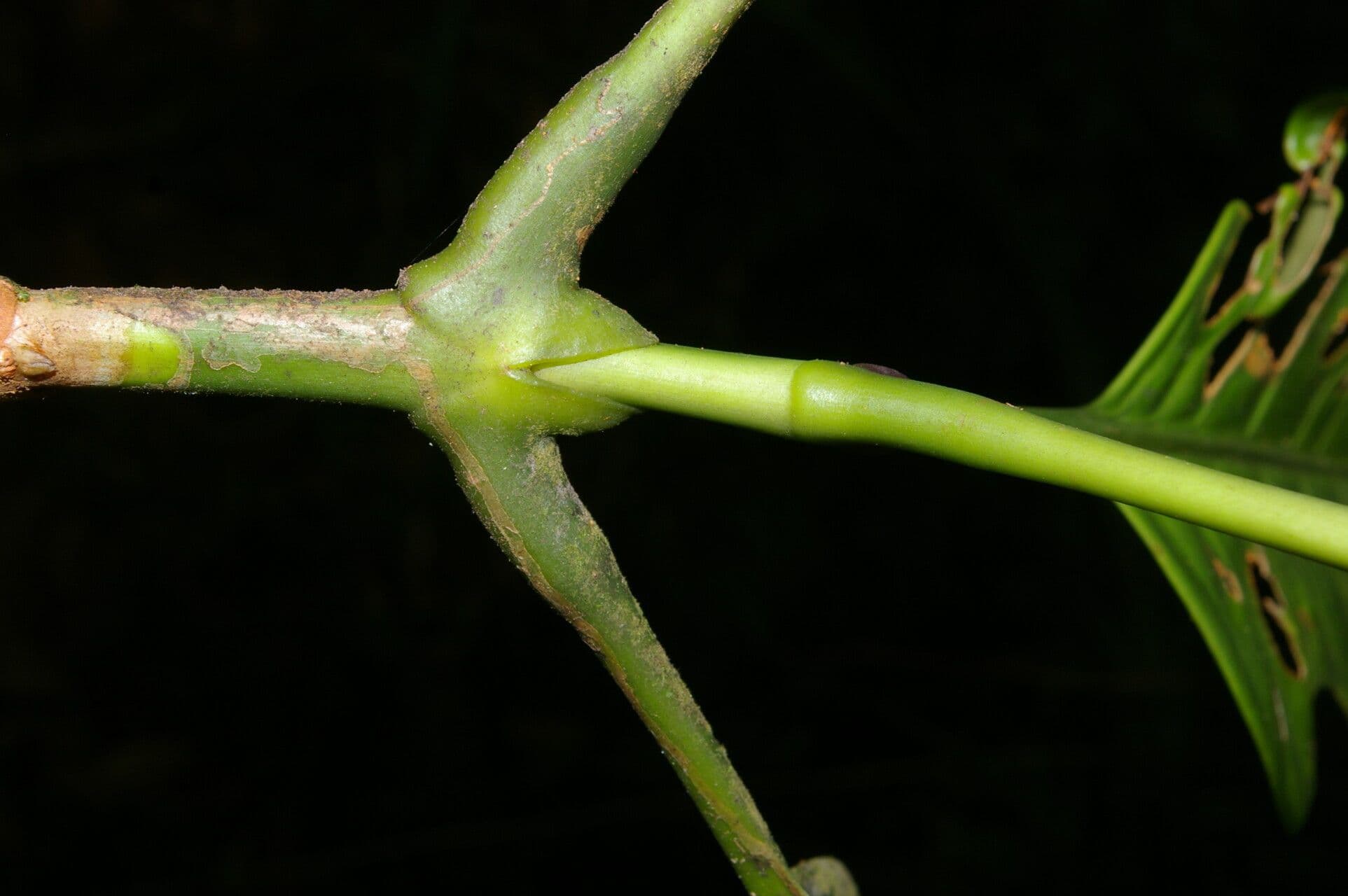 Dystovomita 3