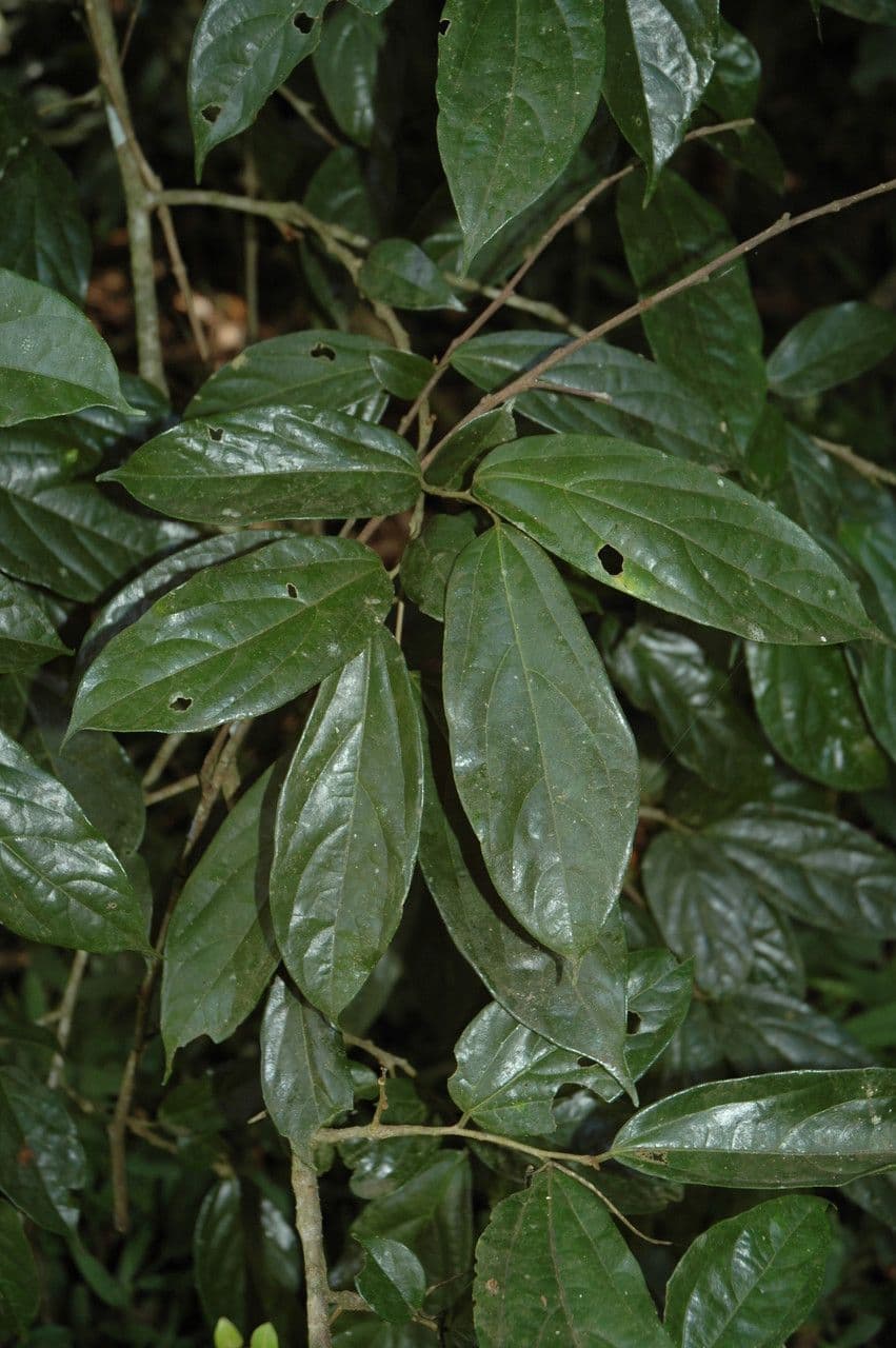 Alangium 6