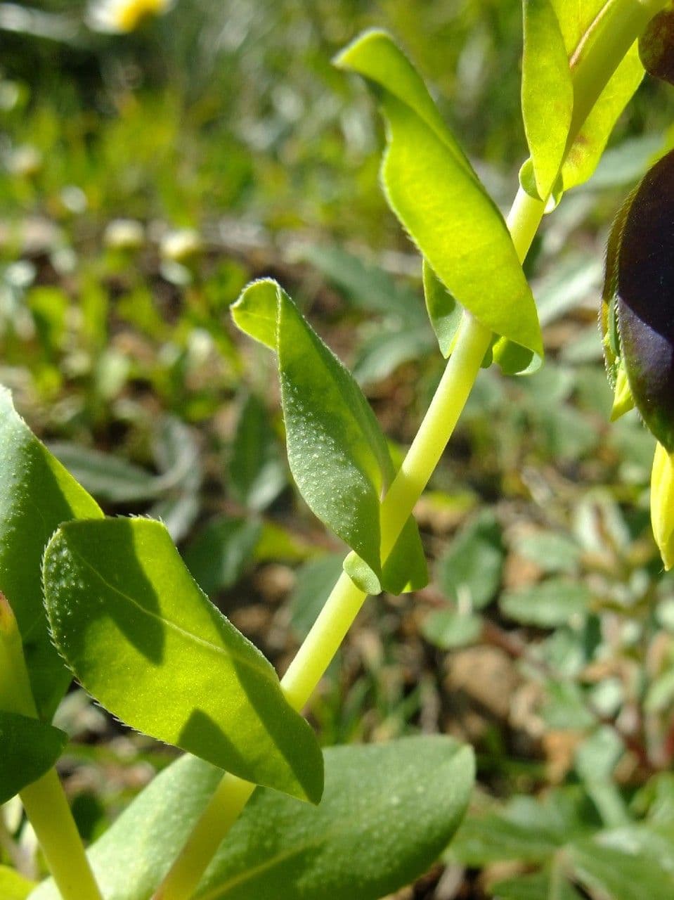 Cerinthe maggiore 24