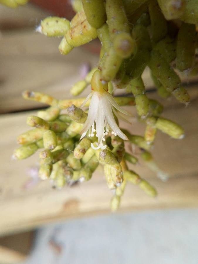 Cactus corail 3