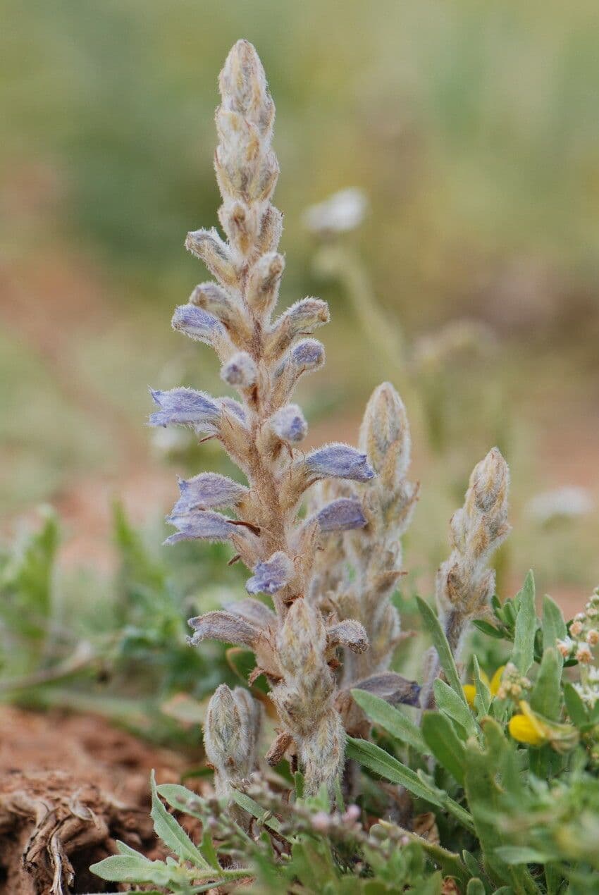 Orobanche rameuse 11